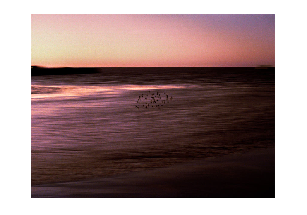 Bandada de estorninos