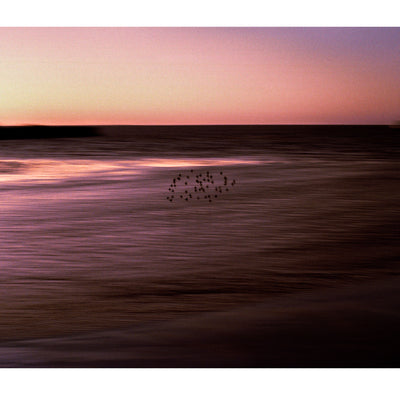 Bandada de estorninos