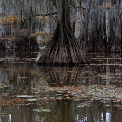 Caddo lake