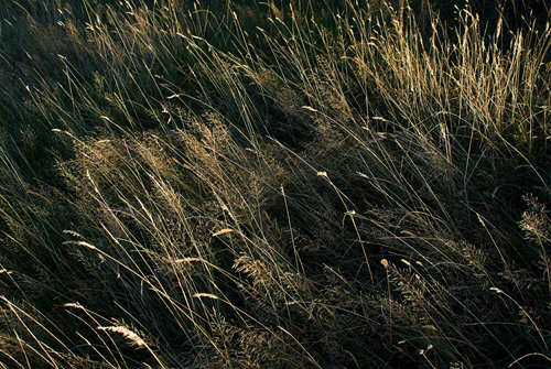 Pasto de campo