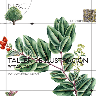 Taller de ilustración botánica