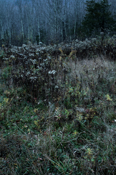 Flores de Invierno / Hunter