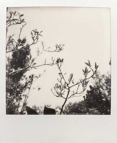 Magnolio