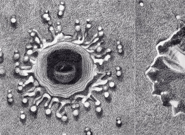 Gota